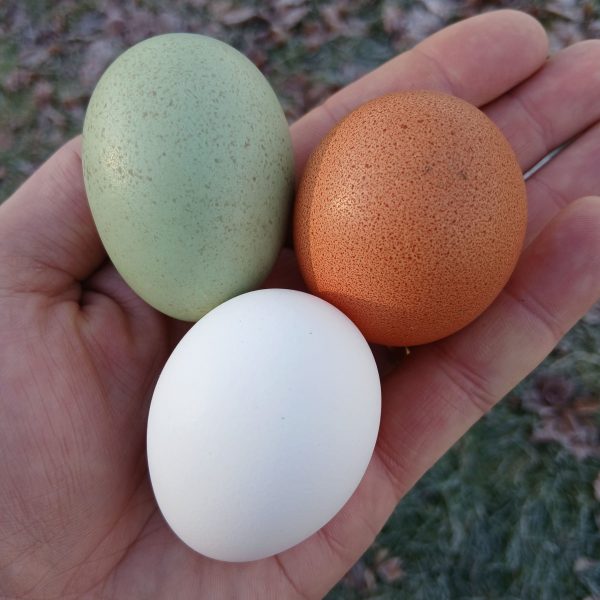 Ägg 15-pack